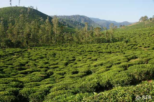 Teeplantage in Südindien