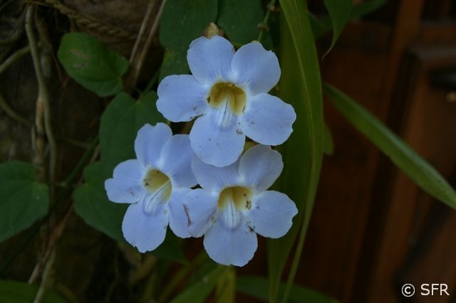 Orchidee hellblau
