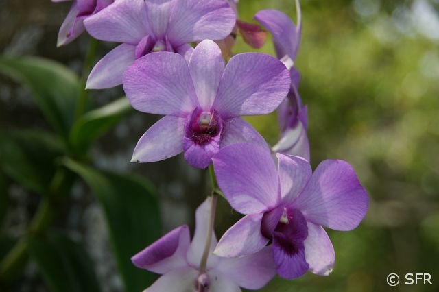 lila Wanda  Orchidee