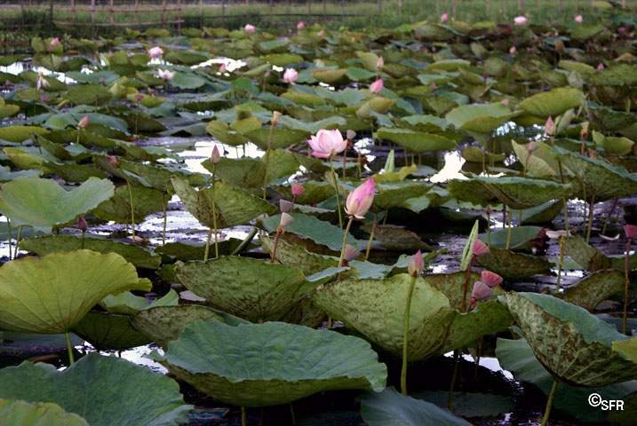 Lotussee Indien
