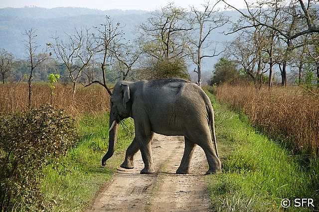 Elefant überquert Strasse