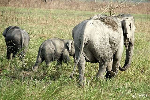 Elefanten in der Steppe