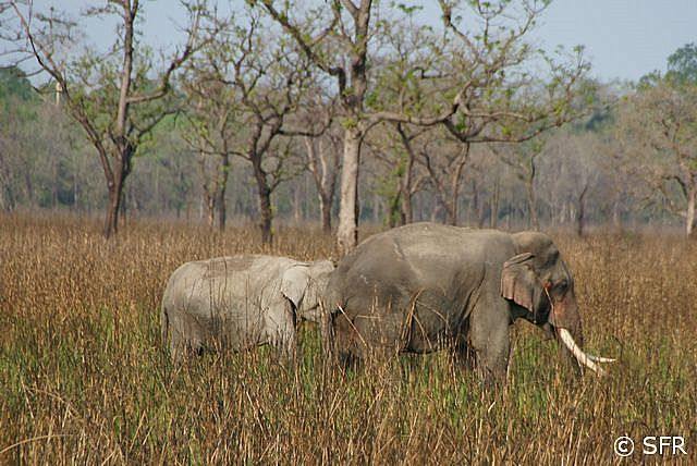 Elefanten Safari