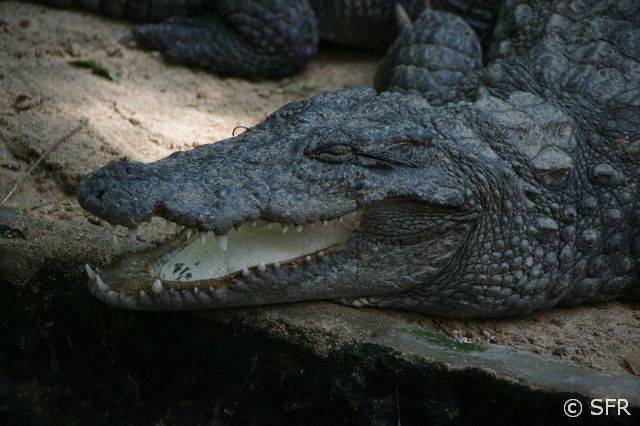 Krokodil in Indien